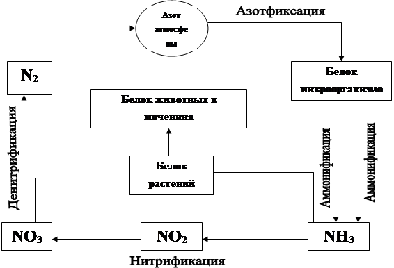 Схема азота в природе