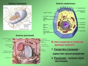 что больше клетка или бактерия. Смотреть фото что больше клетка или бактерия. Смотреть картинку что больше клетка или бактерия. Картинка про что больше клетка или бактерия. Фото что больше клетка или бактерия