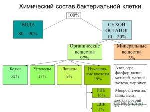 что больше клетка или бактерия. Смотреть фото что больше клетка или бактерия. Смотреть картинку что больше клетка или бактерия. Картинка про что больше клетка или бактерия. Фото что больше клетка или бактерия