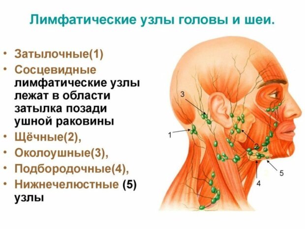 Составить схему лимфоидного кольца указать парные и непарные миндалины