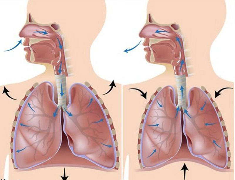 Дыхательная гимнастика и лфк при бронхиальной астме