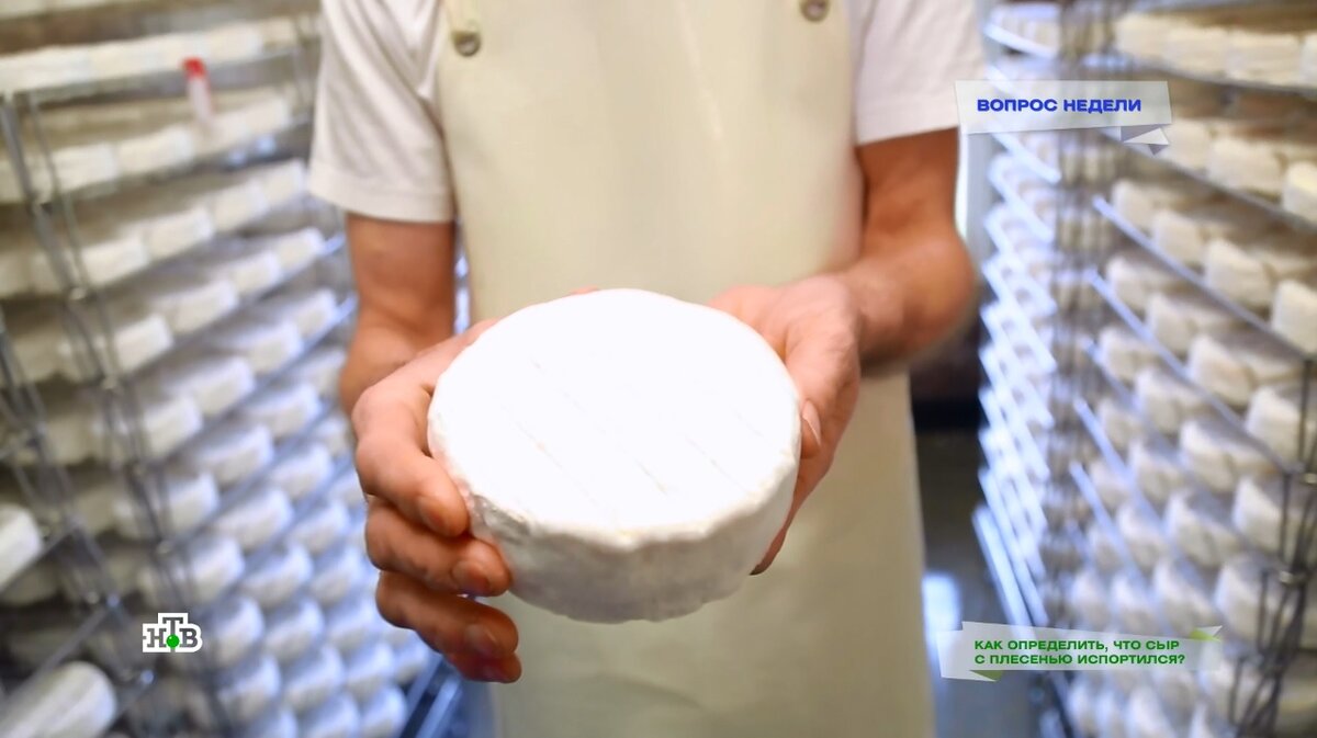 Сыр с плесенью: польза и вред для организма