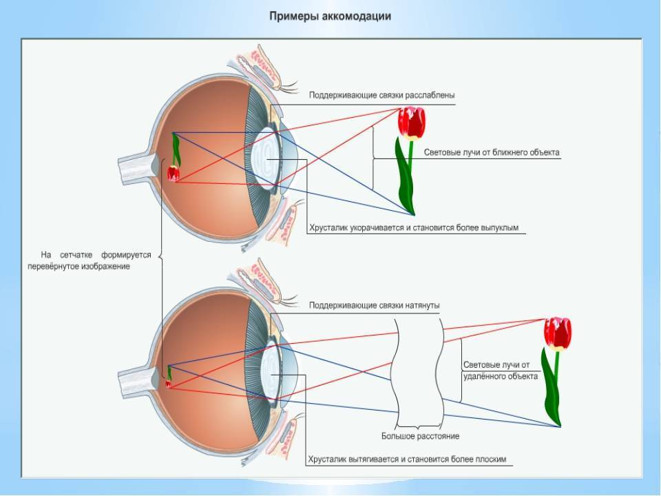Аккомодация сетчатки. Схема аккомодации хрусталика. Механизм аккомодации глаза анатомия. Зрительная сенсорная система аккомодация. Аппарат аккомодации глаза.