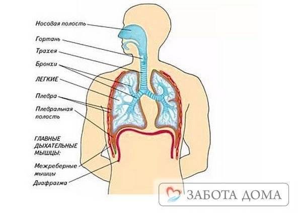 Пневмония у лежачих больных: причины, симптомы, лечение