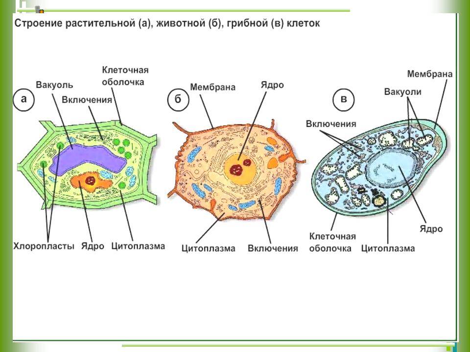 Схема прокариотической клетки