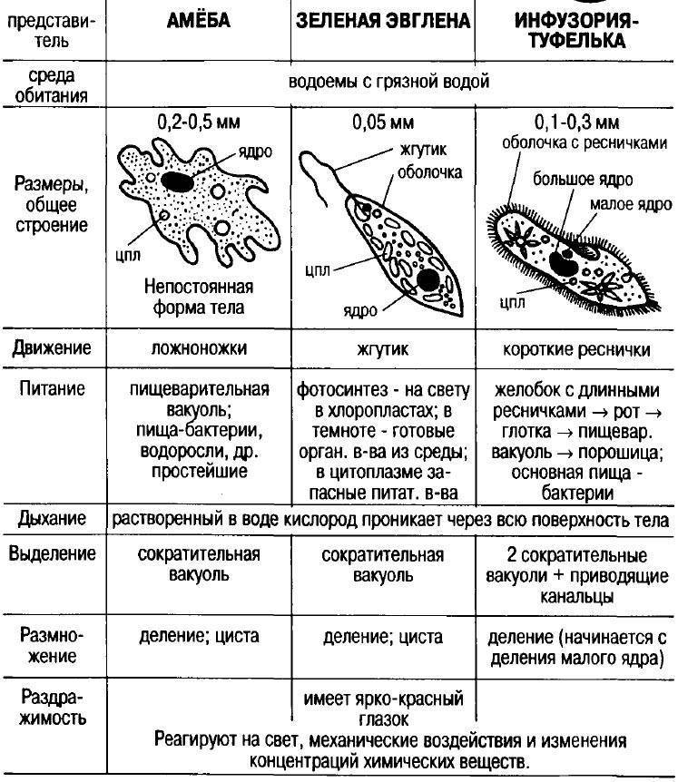 Рассмотрите представленные изображения простейших и назовите их nucleus