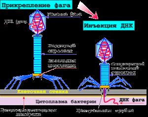 что больше клетка или бактерия. Смотреть фото что больше клетка или бактерия. Смотреть картинку что больше клетка или бактерия. Картинка про что больше клетка или бактерия. Фото что больше клетка или бактерия