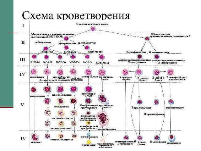 Реферат по биологии "стволовые клетки" (10класс)