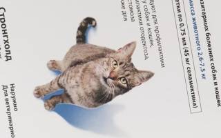 Стронгхолд для кошек: эффективное избавление питомца от паразитов
