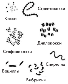 Как называется шарообразная форма бактерий. Смотреть фото Как называется шарообразная форма бактерий. Смотреть картинку Как называется шарообразная форма бактерий. Картинка про Как называется шарообразная форма бактерий. Фото Как называется шарообразная форма бактерий