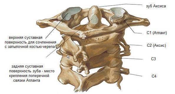 Подвывих шейного позвонка у ребенка или взрослого: лечение и симптомы, причины ротационного вывиха