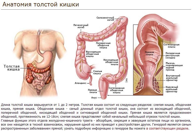 Схема толстого кишечника