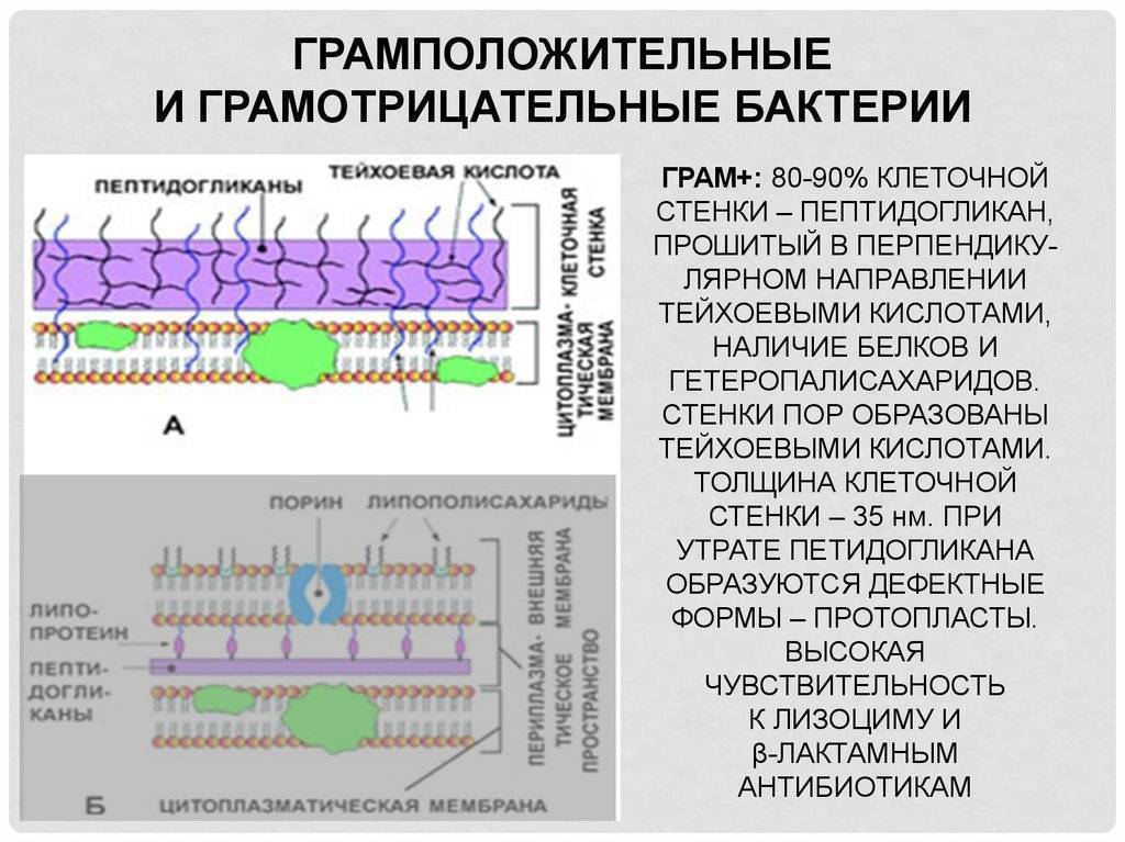 Грам отрицательные и положительные бактерии. Структура клеточной стенки грамотрицательных бактерий. Грамположительные бактерии клеточная стенка. Строение клеточной стенки грамотрицательных бактерий. Грамположительные бактерии строение.