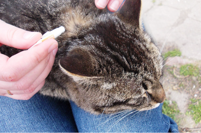 Стронгхолд для кошек — отзывы ветеринаров и владельцев