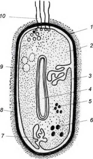 Бактерия рисунок без подписей