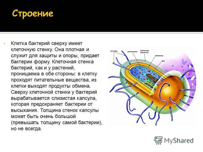 Исследовательский проект по биологии на тему "бактерии - самые древнейшие организмы на земле"