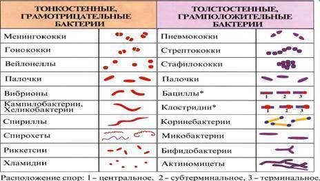 какую форму могут иметь бактерии. картинка какую форму могут иметь бактерии. какую форму могут иметь бактерии фото. какую форму могут иметь бактерии видео. какую форму могут иметь бактерии смотреть картинку онлайн. смотреть картинку какую форму могут иметь бактерии.