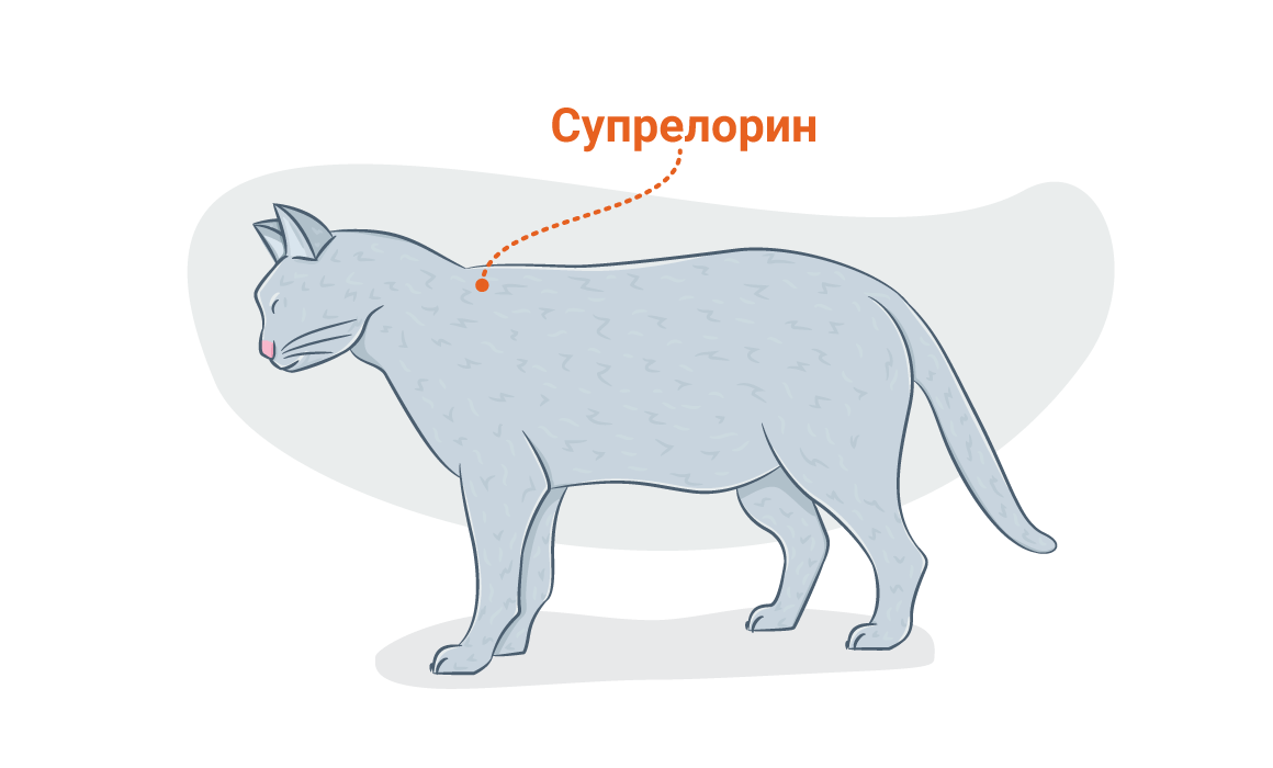 Куда колоть кота внутримышечно рисунок