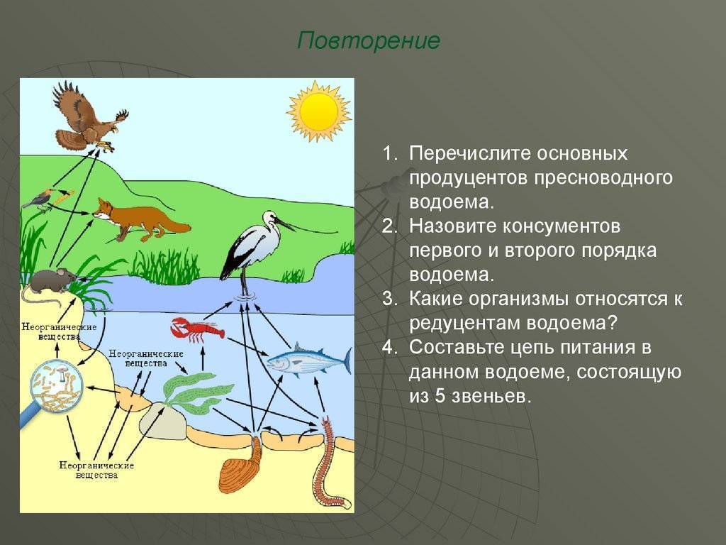 Консументы болота. Экосистема. Характеристика экосистемы. Экосистема и биогеоценоз. Биогеоценоз примеры.