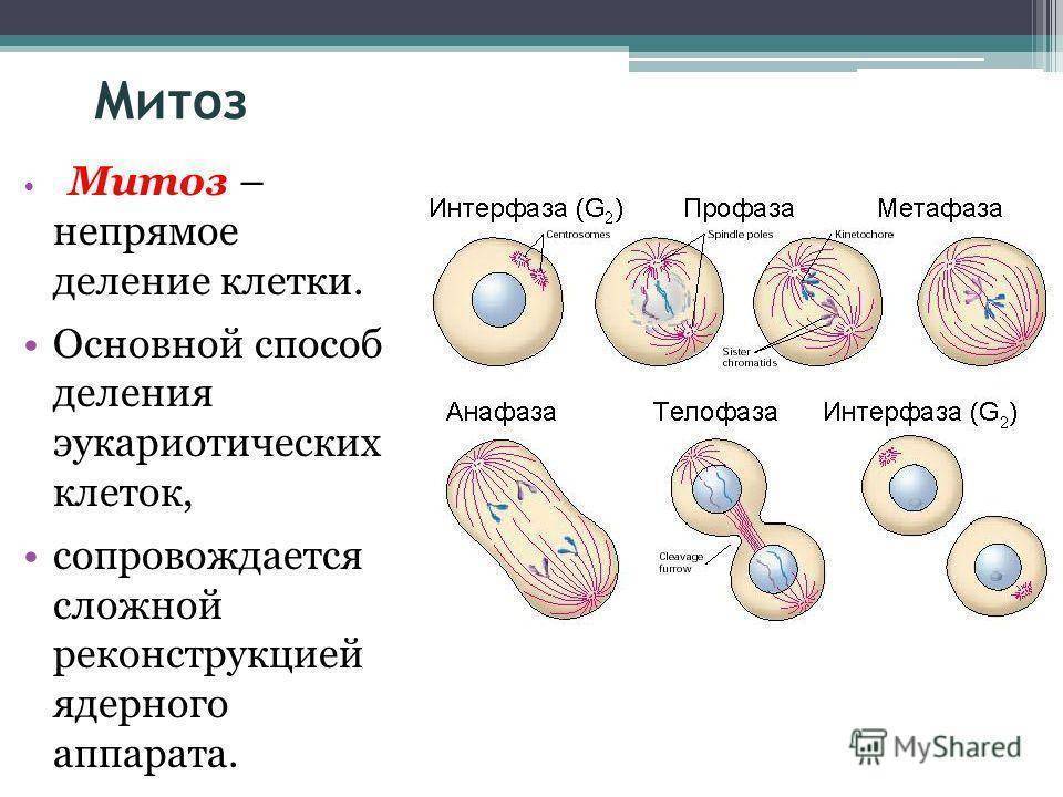 На рисунке изображен процесс деления клетки какое общее