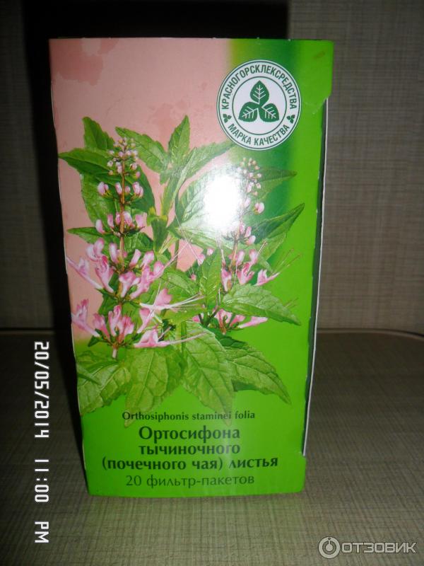 Ортосифон тычиночный (почечный чай): лечебные свойства, применение и противопоказания