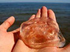 Укус медузы – симптомы, первая помощь и лечение ожога от медузы