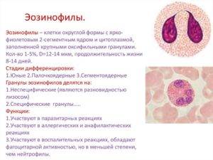 Норма эозинофилов в крови. причины повышения и понижения