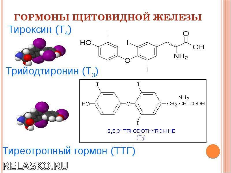 Тиреоглобулин. трийодтиронин (т3). тетрайодтиронин (тироксин, т4). тиреотропин.  регуляция секреции и физиологические эффекты йодсодержащих тиреоидных гормонов.