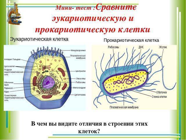 Дайте обозначение прокариоты и эукариоты