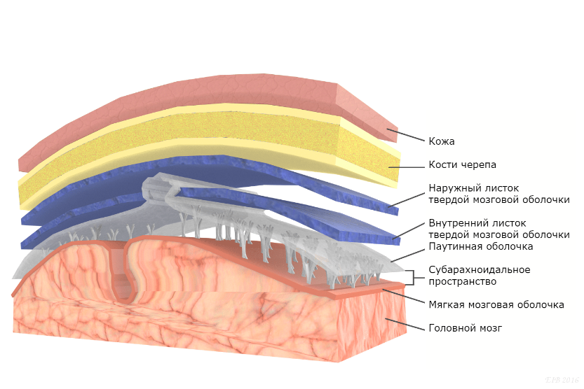 Анатомия: оболочки спинного мозга. твердая оболочка, паутинная оболочка, мягкая оболочка спинного мозга