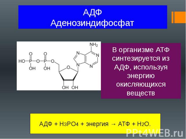 Аденозинтрифосфат - adenosine triphosphate - qwe.wiki