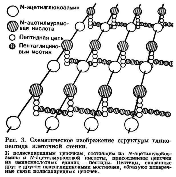 Как называются бактерии с одним жгутиком. картинка Как называются бактерии с одним жгутиком. Как называются бактерии с одним жгутиком фото. Как называются бактерии с одним жгутиком видео. Как называются бактерии с одним жгутиком смотреть картинку онлайн. смотреть картинку Как называются бактерии с одним жгутиком.