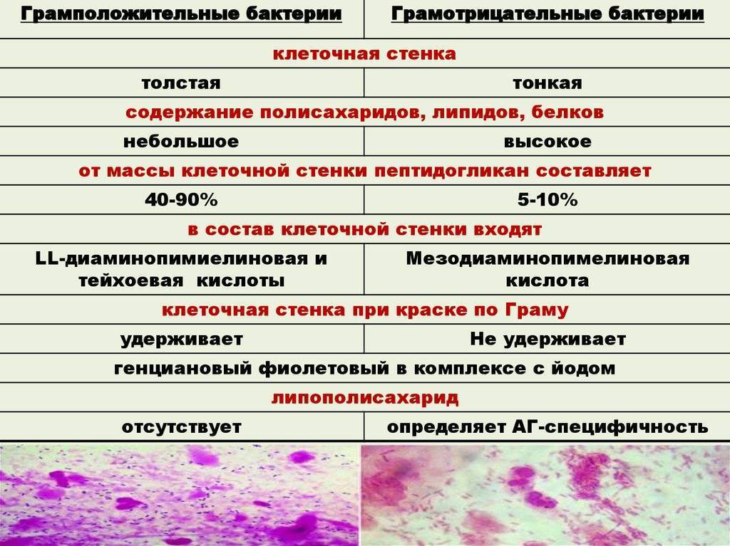 Грам. Грамположительные микроорганизмы грамположительные. Отличие грамотрицательных от грамположительных бактерий. Таблица грамположительных и грамотрицательных. Как понять грамположительные и грамотрицательные бактерии.