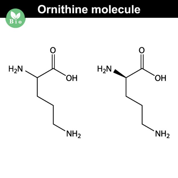 Орнитин: роль аминокислоты в организме, польза для спорта, вред и противопоказания