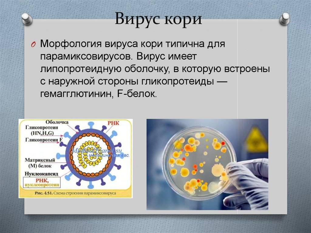 Коронавирусты инфекция қазақша презентация