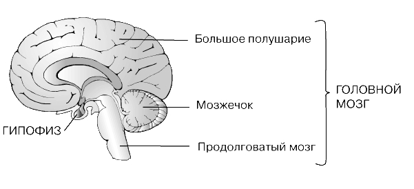 Гипофиз рисунок с подписями