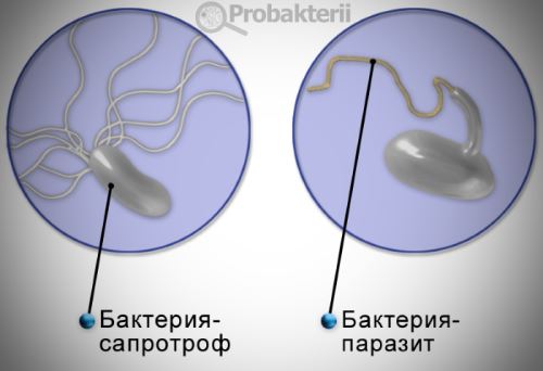 чем питаются бактерии сапротрофы. Смотреть фото чем питаются бактерии сапротрофы. Смотреть картинку чем питаются бактерии сапротрофы. Картинка про чем питаются бактерии сапротрофы. Фото чем питаются бактерии сапротрофы