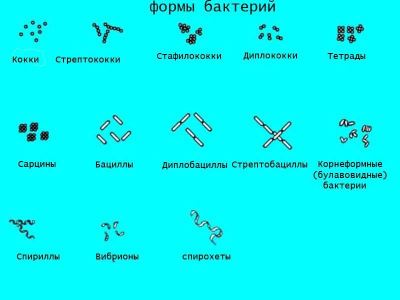 Исследовательский проект по биологии на тему "бактерии - самые древнейшие организмы на земле"