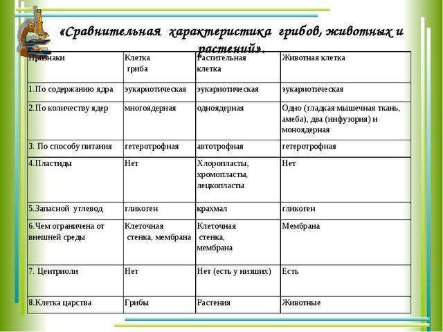 что больше клетка или бактерия. Смотреть фото что больше клетка или бактерия. Смотреть картинку что больше клетка или бактерия. Картинка про что больше клетка или бактерия. Фото что больше клетка или бактерия