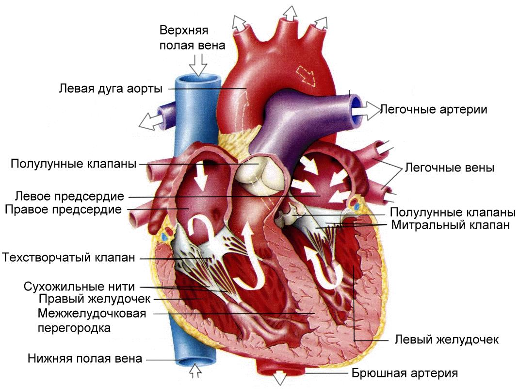 Сердце егэ рисунок