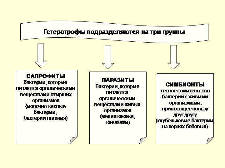 чем питаются бактерии сапротрофы. Смотреть фото чем питаются бактерии сапротрофы. Смотреть картинку чем питаются бактерии сапротрофы. Картинка про чем питаются бактерии сапротрофы. Фото чем питаются бактерии сапротрофы