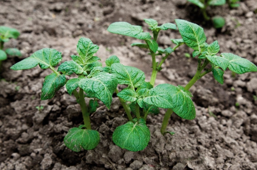 Гербицид «лазурит» от сорняков на картофеле: описание, инструкция по применению
