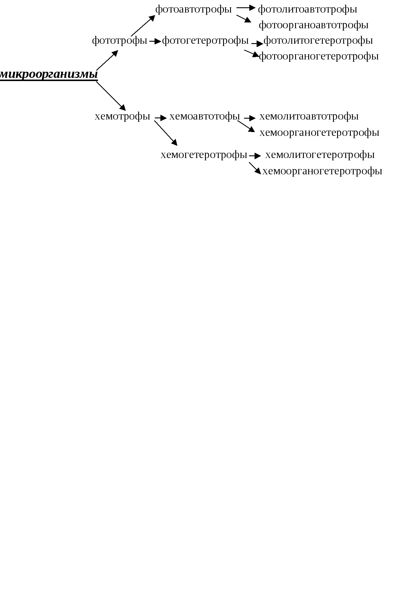 Фотоавтотрофы. Фотолитоавтотрофы представители. Хемоорганогетеротрофы представители. Хемоорганогетеротрофы микробиология. Хемоорганоавтотрофы.