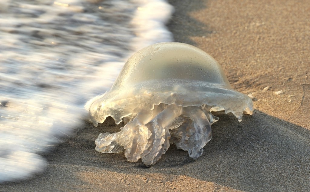 Как и чем можно лечить ожог медузы