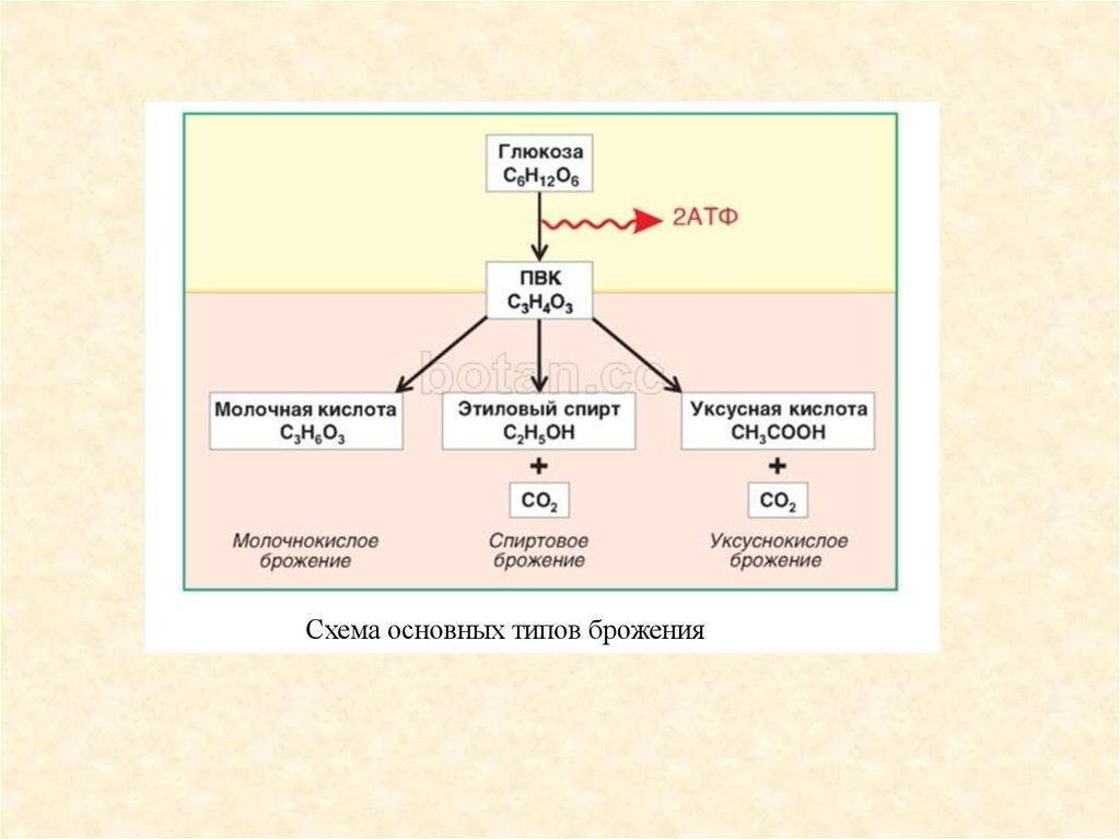 Общая схема брожения