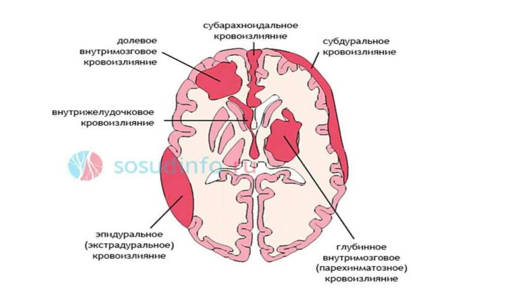 Оболочки спинного мозга человека