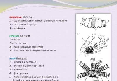 Классификация микроорганизмов по способам питания. сущность автотрофного и гетеротрофного питания. сапрофиты и паразиты