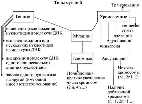 Мутационная изменчивость схема