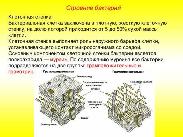 Как называются бактерии с одним жгутиком. картинка Как называются бактерии с одним жгутиком. Как называются бактерии с одним жгутиком фото. Как называются бактерии с одним жгутиком видео. Как называются бактерии с одним жгутиком смотреть картинку онлайн. смотреть картинку Как называются бактерии с одним жгутиком.