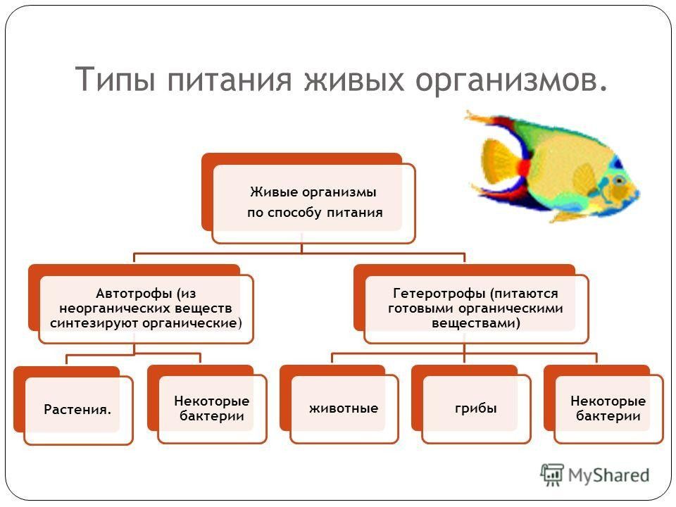 Автотрофы и гетеротрофы презентация 9 класс пасечник - 94 фото